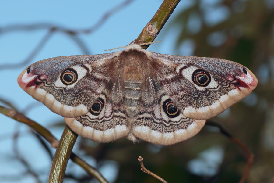 Saturnia pavoniella - ciclo vitale