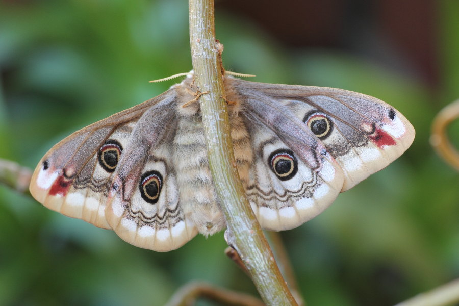 Saturnia pavoniella - ciclo vitale