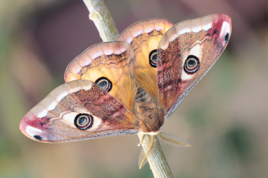 Saturnia pavoniella - ciclo vitale