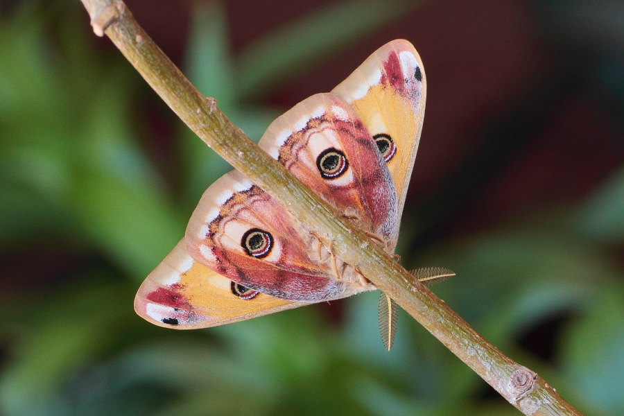 Saturnia pavoniella - ciclo vitale