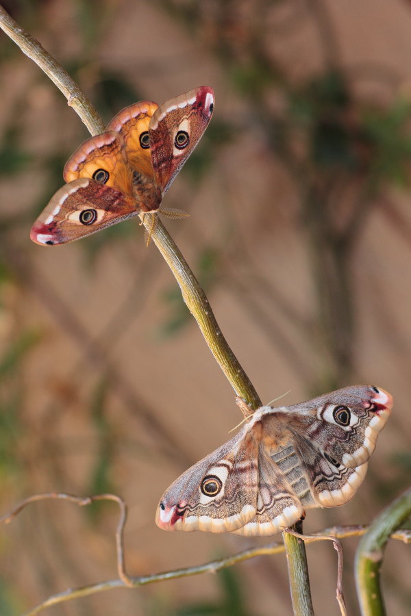 Saturnia pavoniella - ciclo vitale