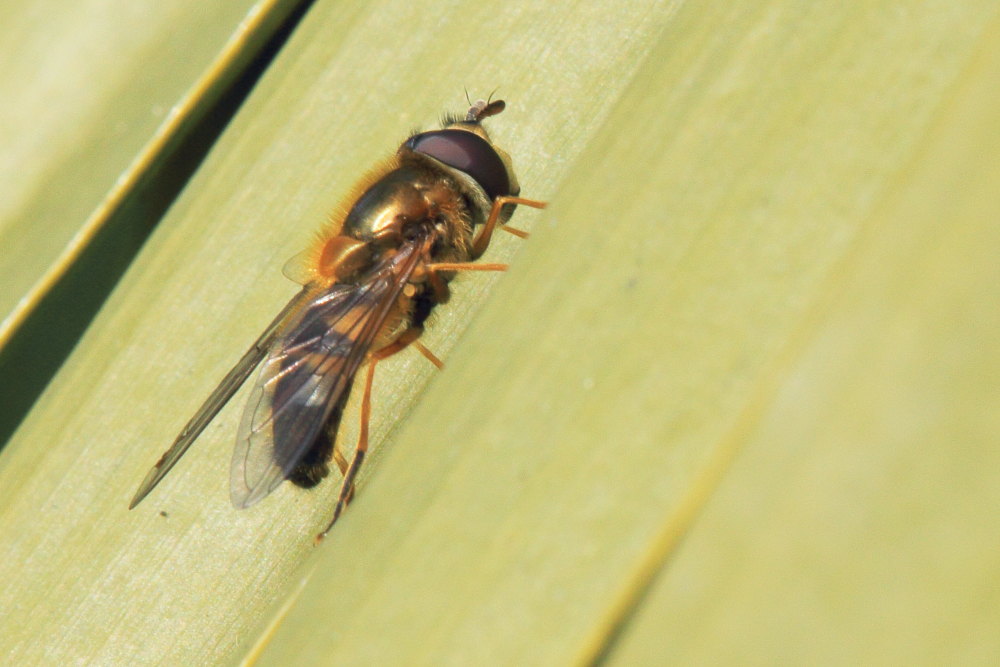 Syrphidae da identificare