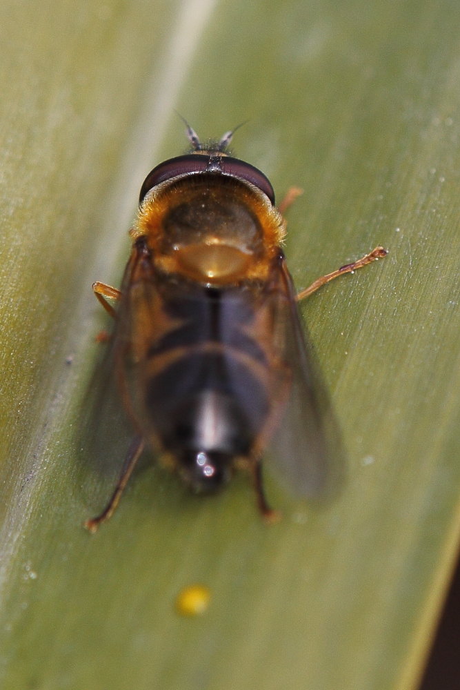 Syrphidae da identificare