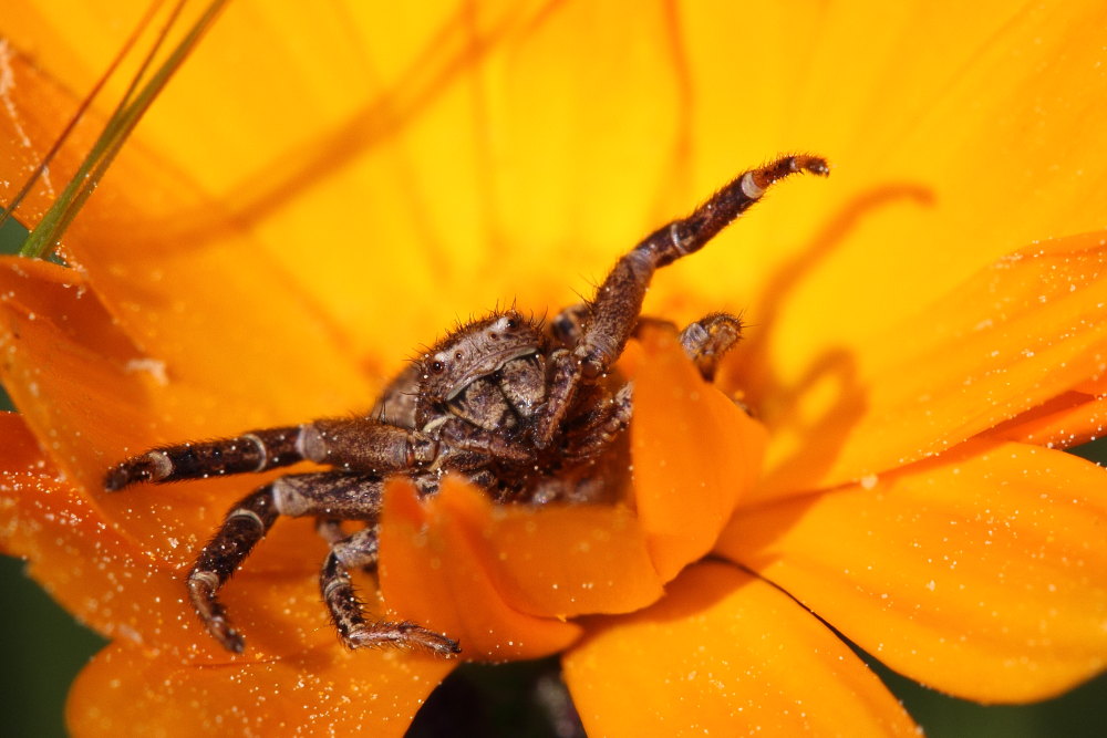 Xysticus sp. - Conero (AN)