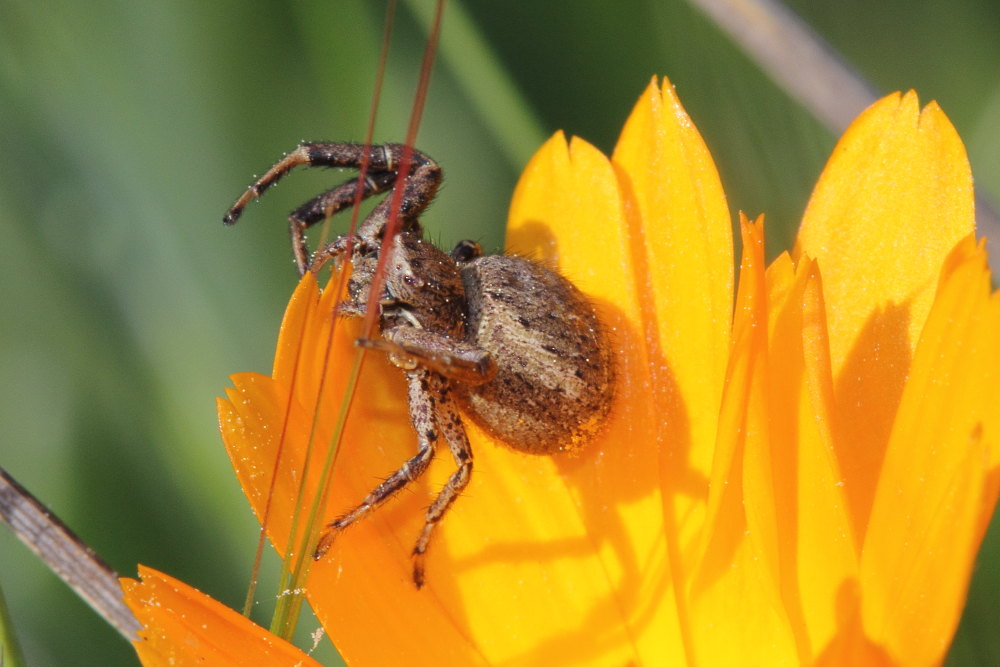 Xysticus sp. - Conero (AN)