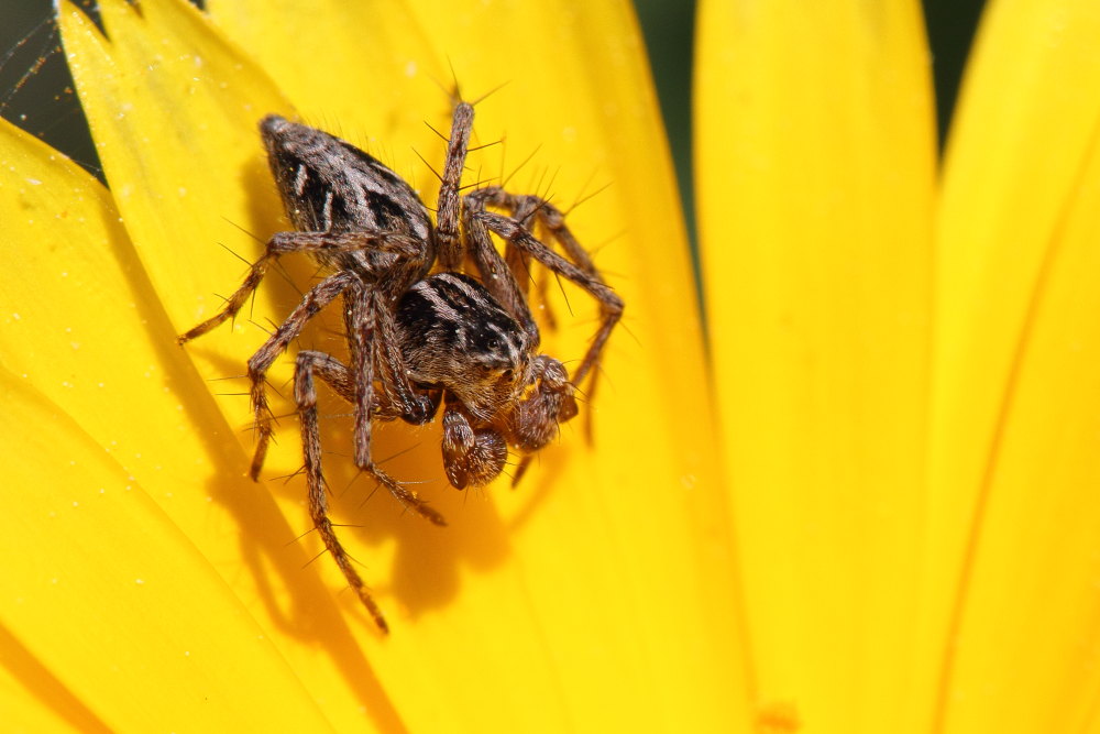 Oxyopes sp., maschio - Conero (AN)
