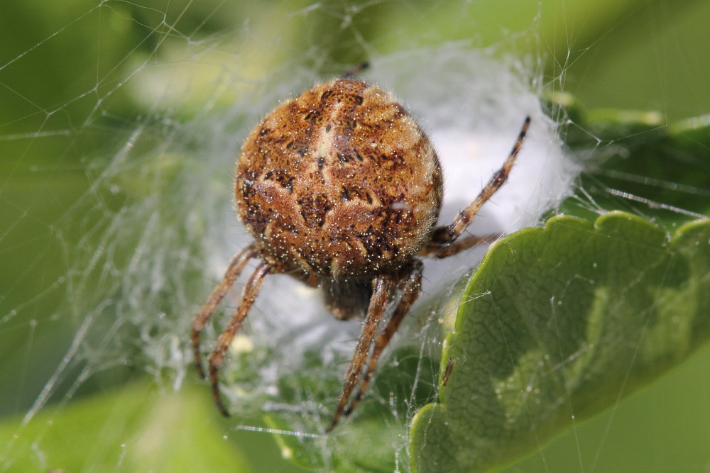 Agalenatea redii - Monte Conero (AN)