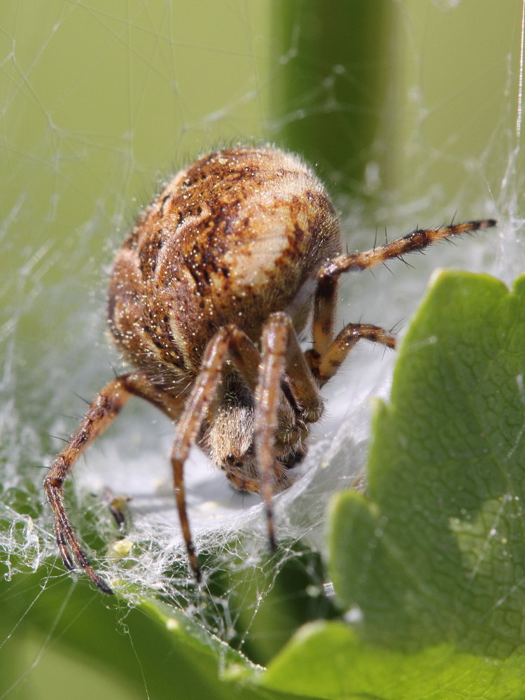 Agalenatea redii - Monte Conero (AN)