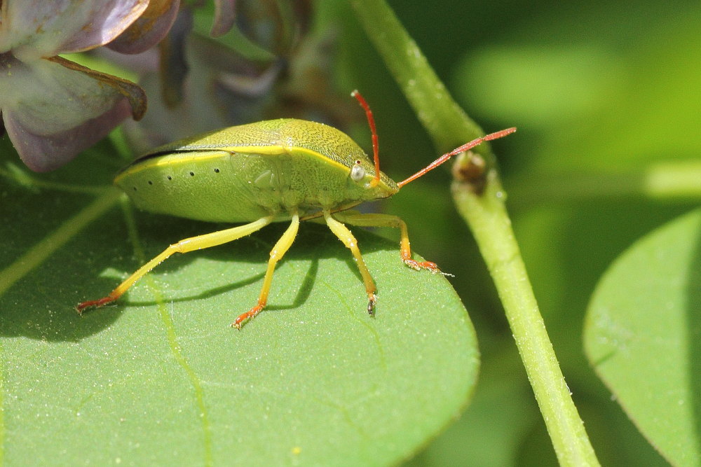 Pentatomidae: Piezodorus lituratus f.alliacea delle Marche