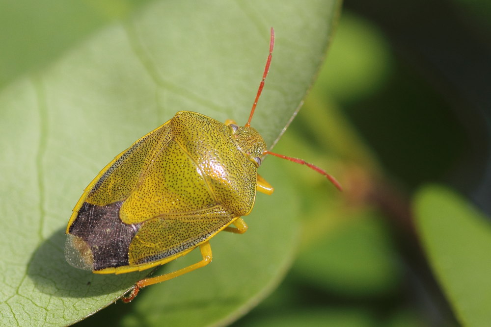 Pentatomidae: Piezodorus lituratus f.alliacea delle Marche