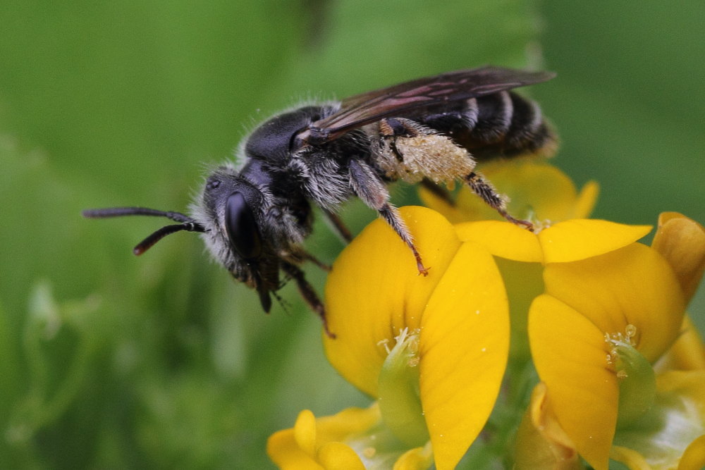 Andrena sp.?