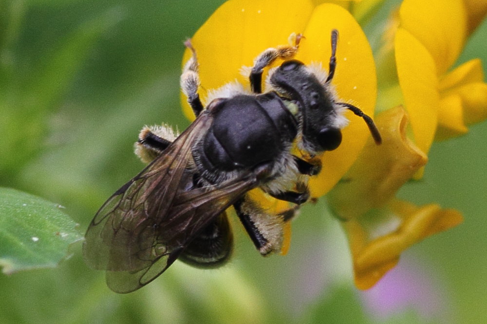 Andrena sp.?