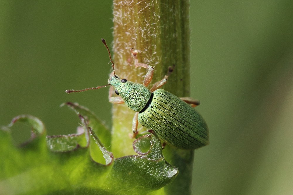 Due curculionidi da identificare
