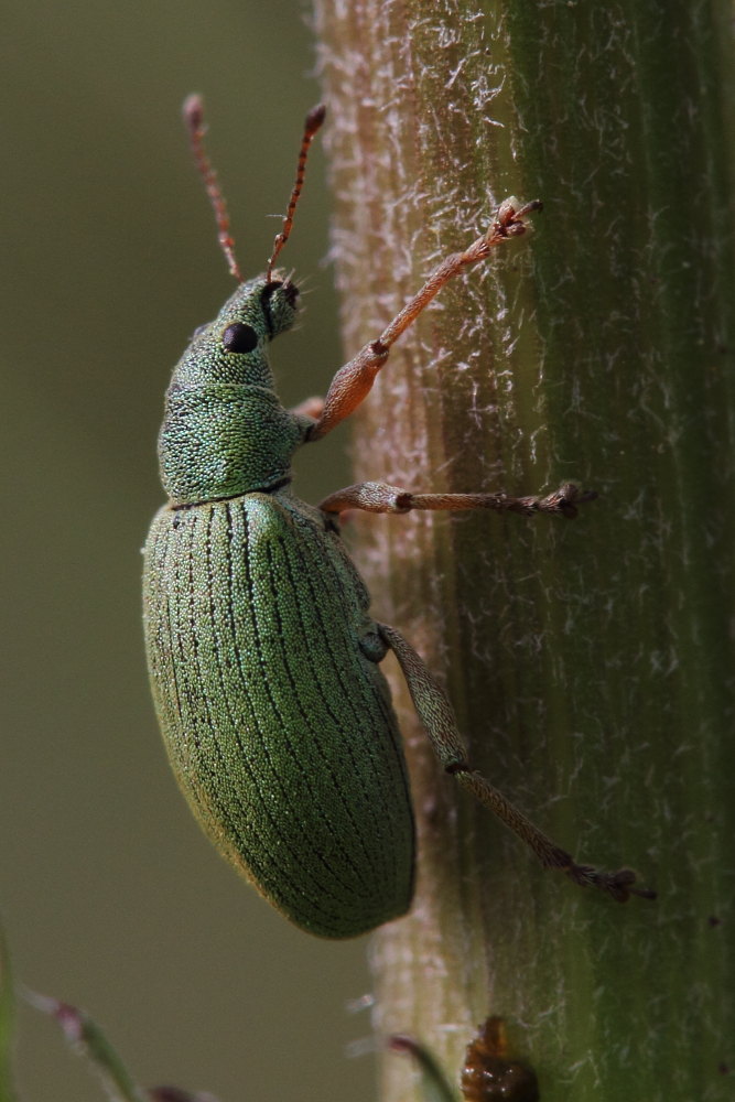 Due curculionidi da identificare