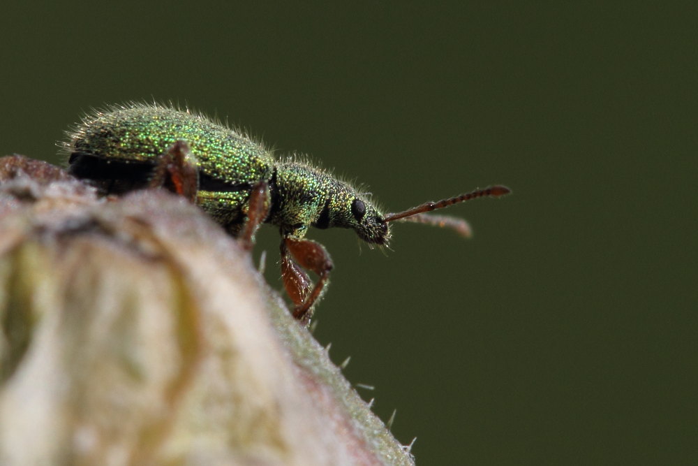 Due curculionidi da identificare