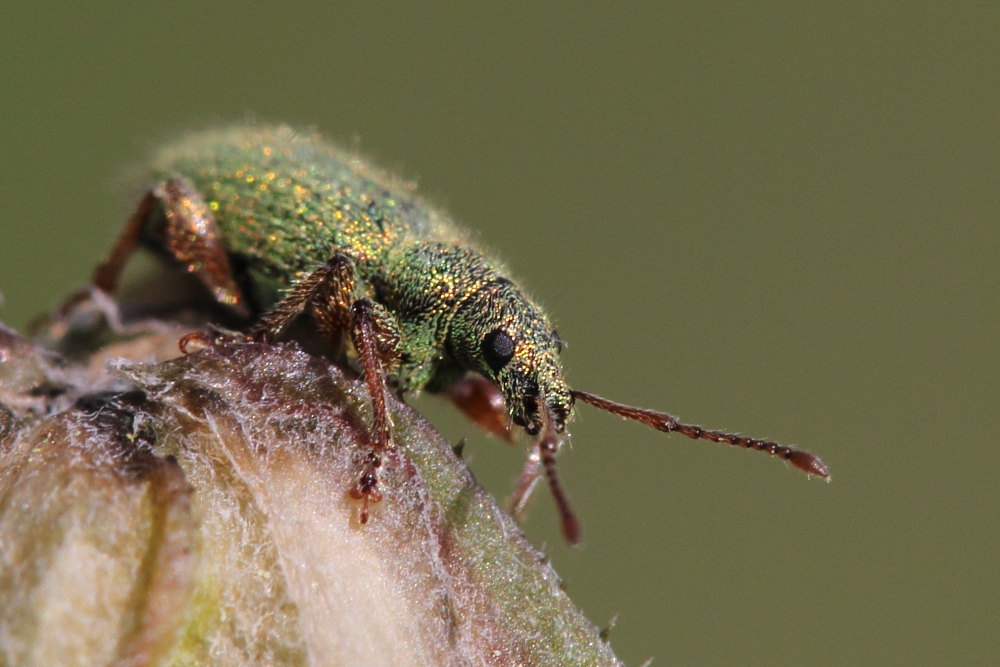 Due curculionidi da identificare