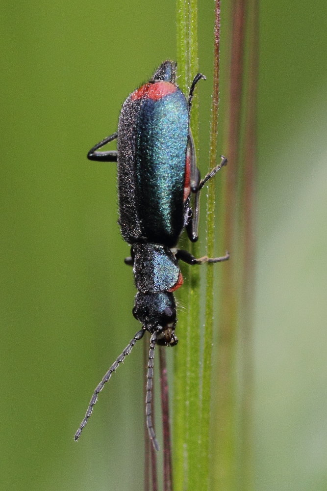 Malachiidae: Anthomalachius spinosus (cf.)