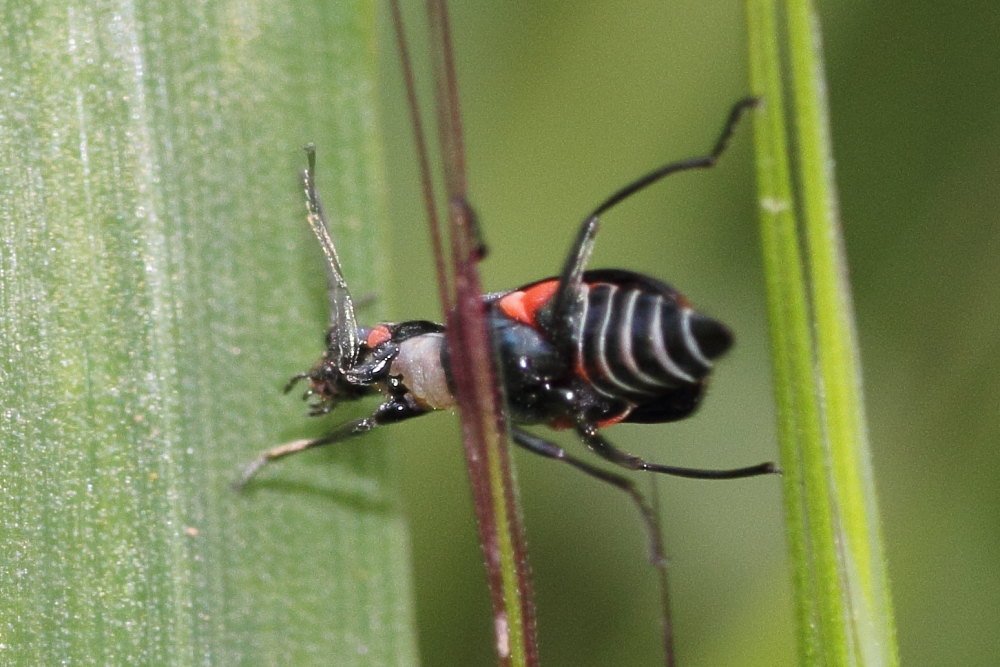 Malachiidae: Anthomalachius spinosus (cf.)