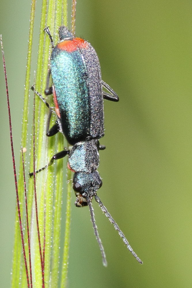 Malachiidae: Anthomalachius spinosus (cf.)