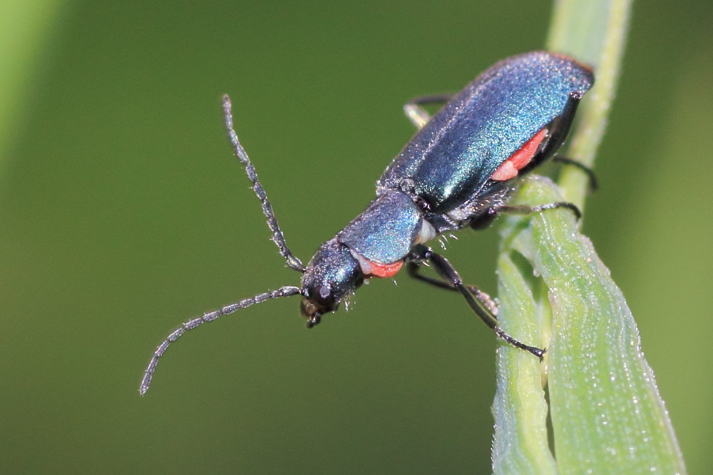 Malachiidae: Anthomalachius spinosus (cf.)