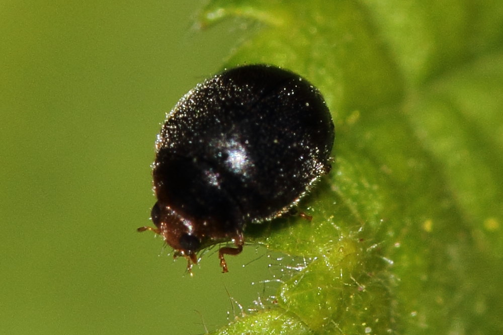 Da identificare - Scymnus cf. auritus (Coccinellidae)