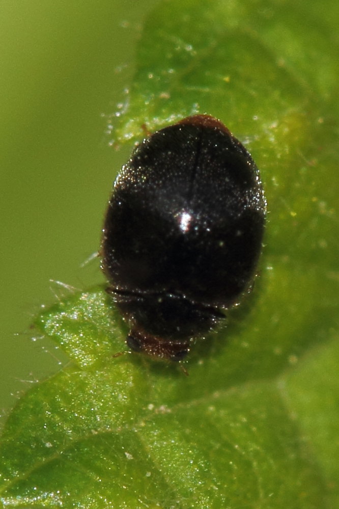 Da identificare - Scymnus cf. auritus (Coccinellidae)