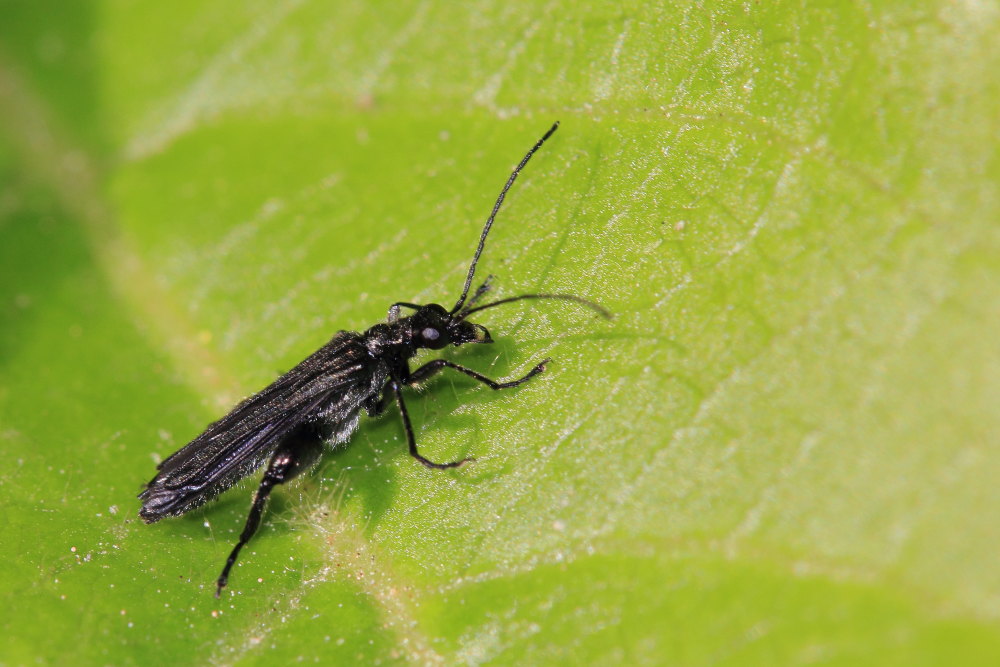 Oedemera atrata?
