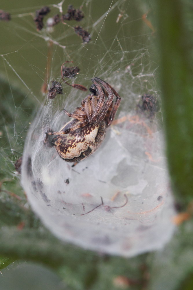 Larinioides cfr cornutus (maschio immaturo) - Conero (AN)