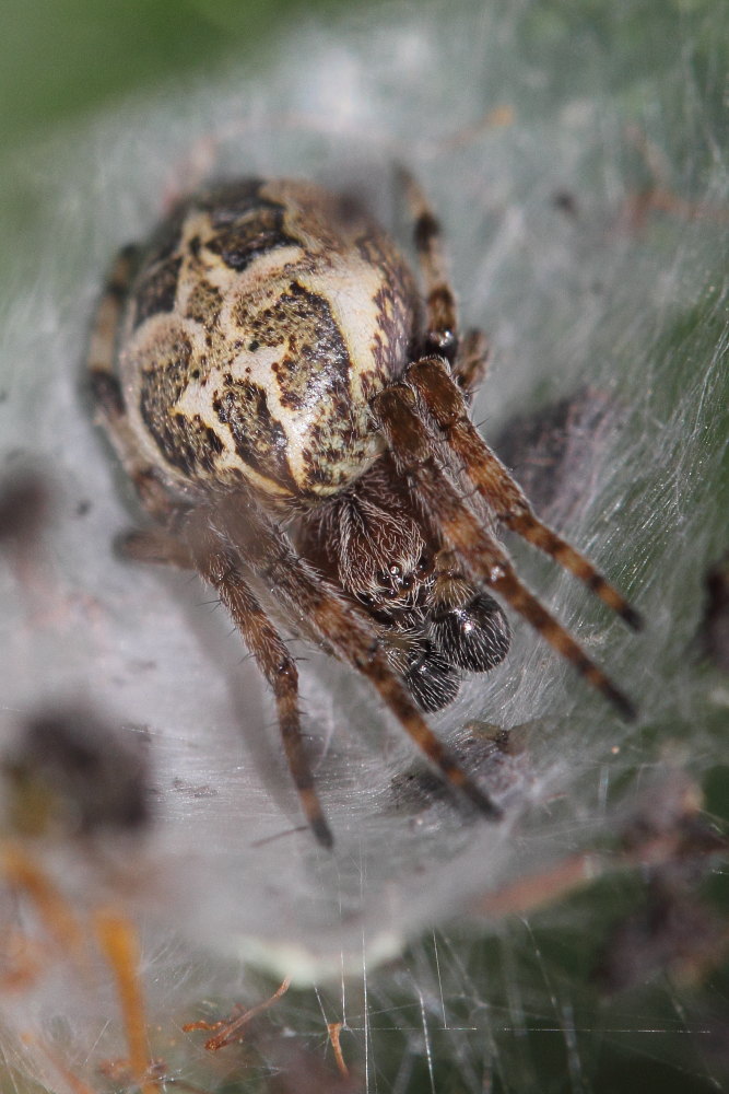 Larinioides cfr cornutus (maschio immaturo) - Conero (AN)