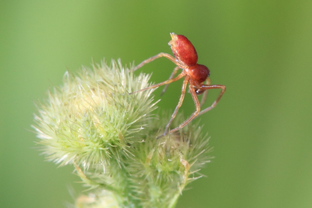 Nigma sp. - Ancona (AN)