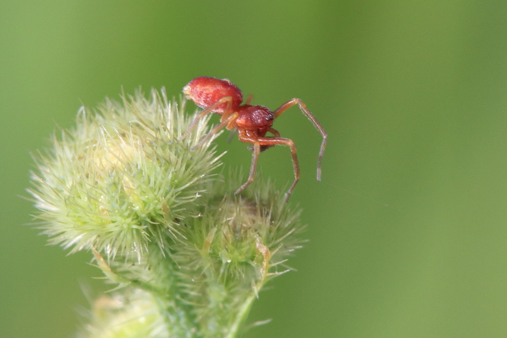 Nigma sp. - Ancona (AN)