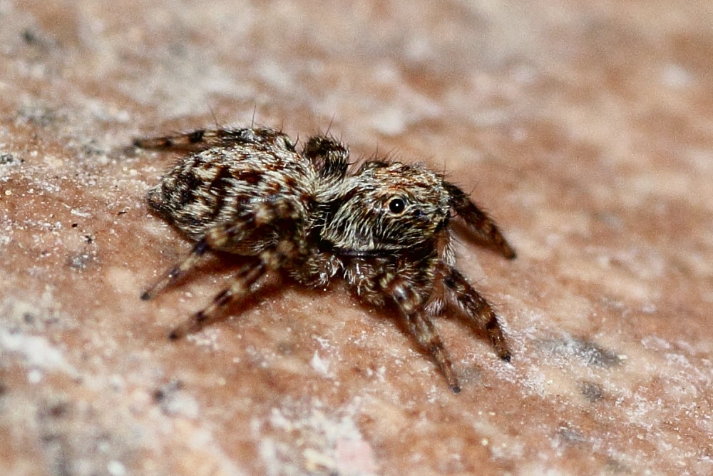 Pseudeuophrys sp. - Ancona (AN)