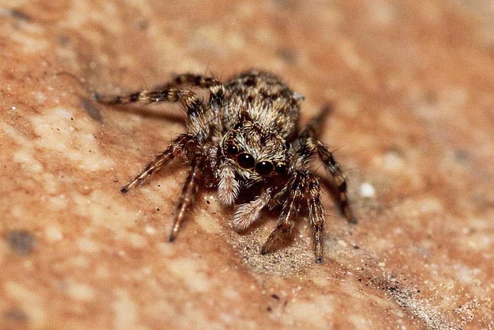 Pseudeuophrys sp. - Ancona (AN)