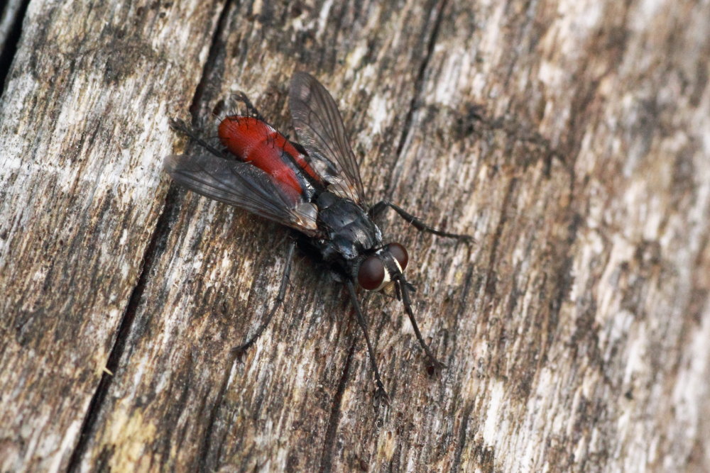 Cylindromyia bicolor ?