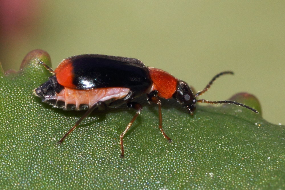 Da identificare: Ebaeus sp.