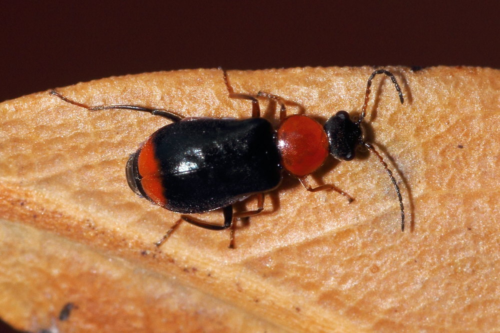 Da identificare: Ebaeus sp.