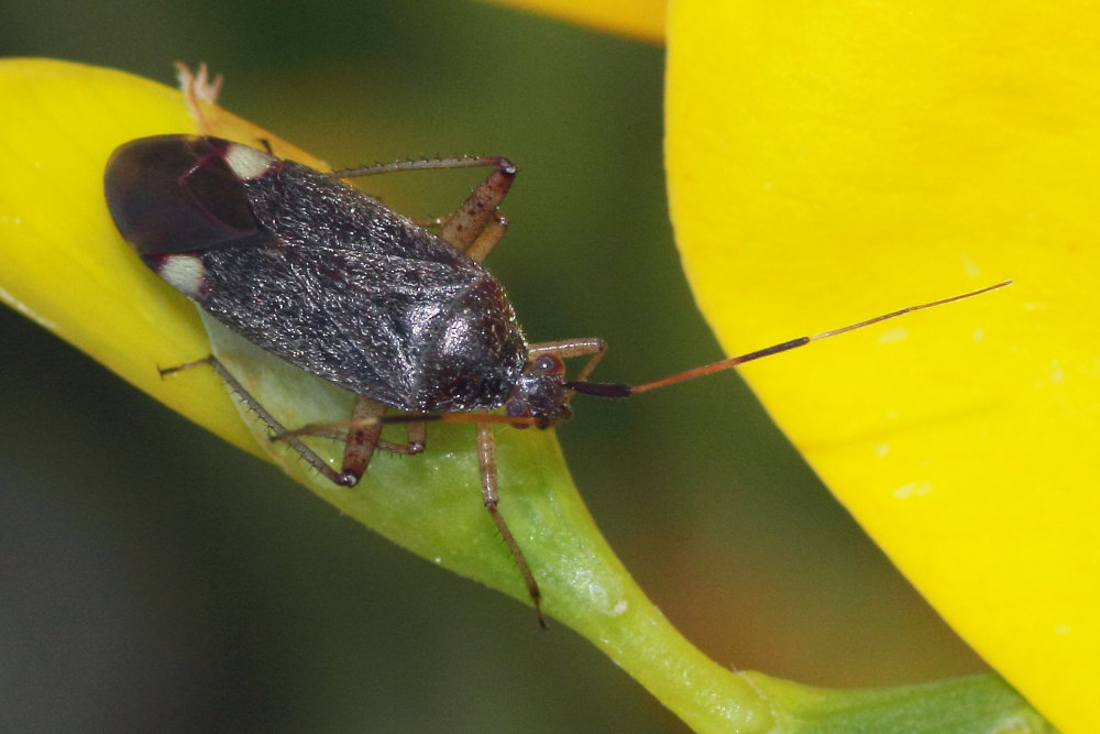 Miridae: Closterotomus annulus delle Marche (AN)