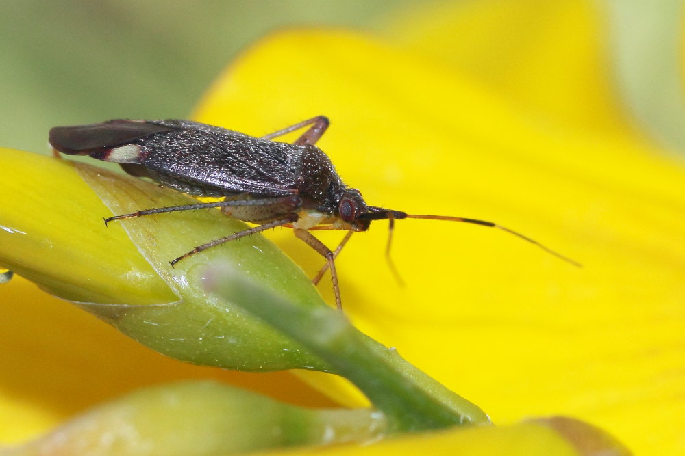 Miridae: Closterotomus annulus delle Marche (AN)