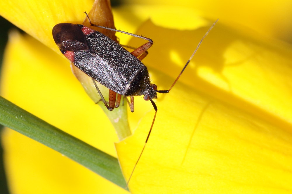 Miridae: Closterotomus annulus delle Marche (AN)