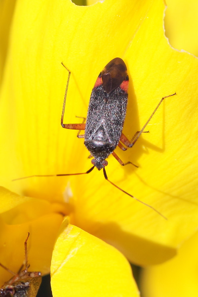 Miridae: Closterotomus annulus delle Marche (AN)