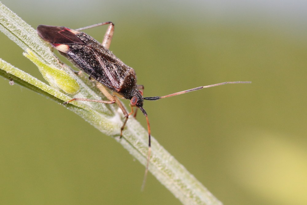 Miridae: Closterotomus annulus delle Marche (AN)