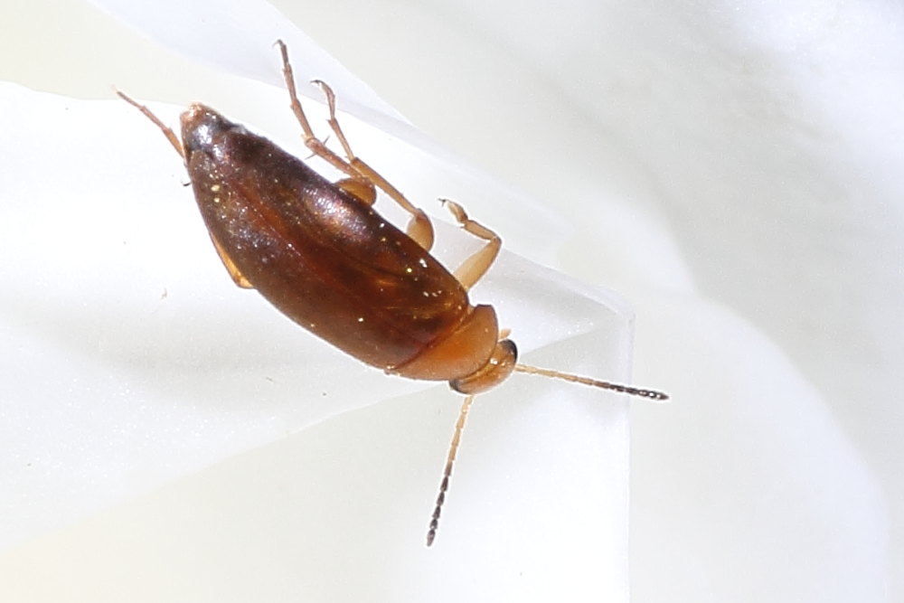 Mordellidae? no, Anaspis lurida (Scraptiidae)