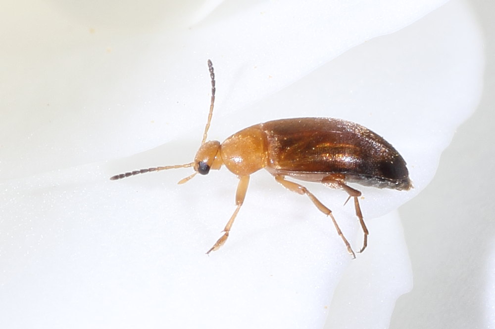 Mordellidae? no, Anaspis lurida (Scraptiidae)