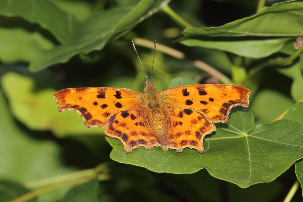 Finalmente la primavera (speriamo)