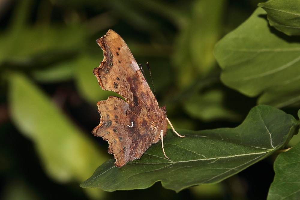 Finalmente la primavera (speriamo)