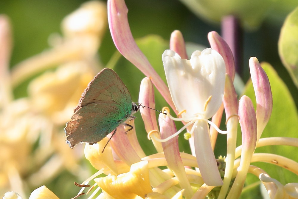 Finalmente la primavera (speriamo)