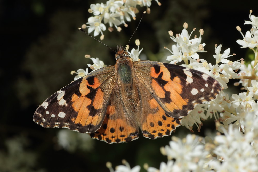 Finalmente la primavera (speriamo)