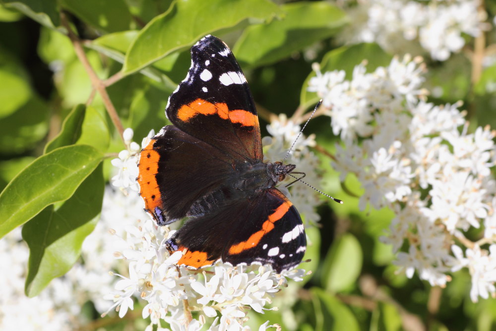 Finalmente la primavera (speriamo)