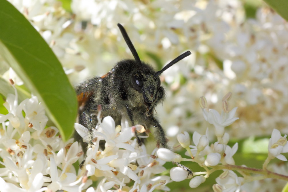 Megascolia maculata flavifrons: femmina e maschio?