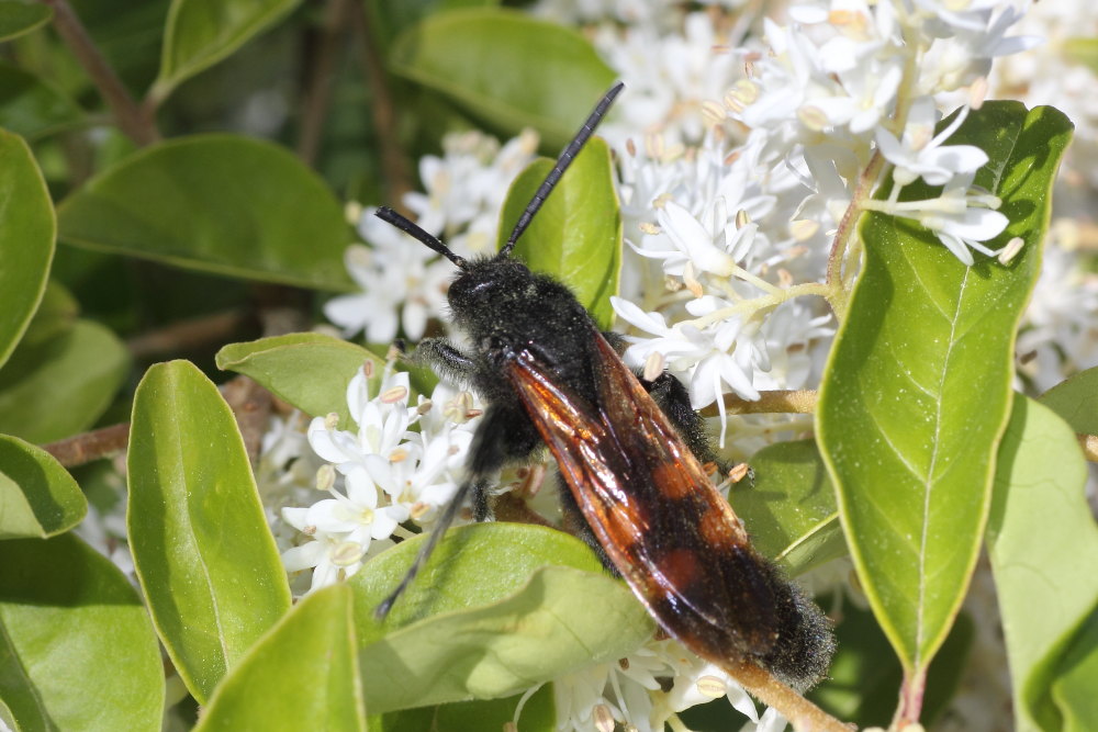 Megascolia maculata flavifrons: femmina e maschio?